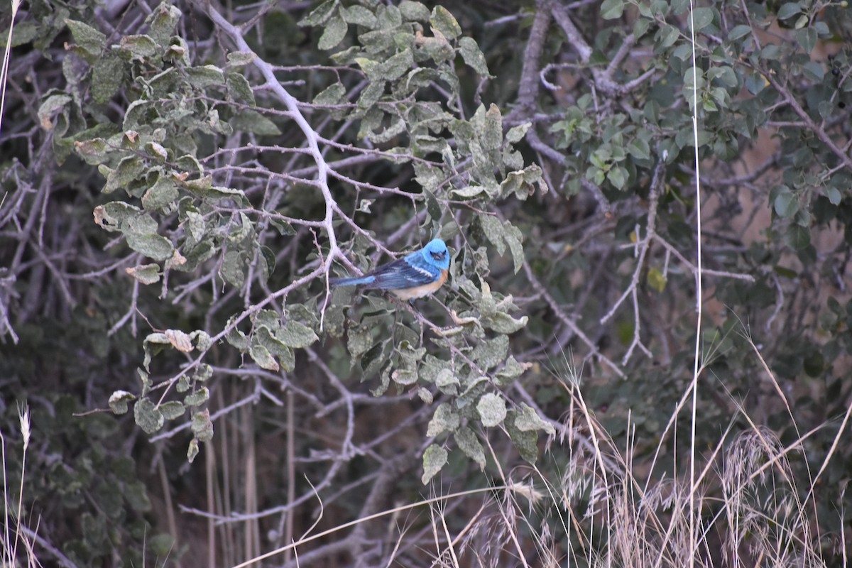 Passerin azuré - ML642935483