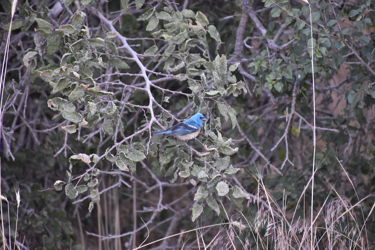 Passerin azuré - ML642935484