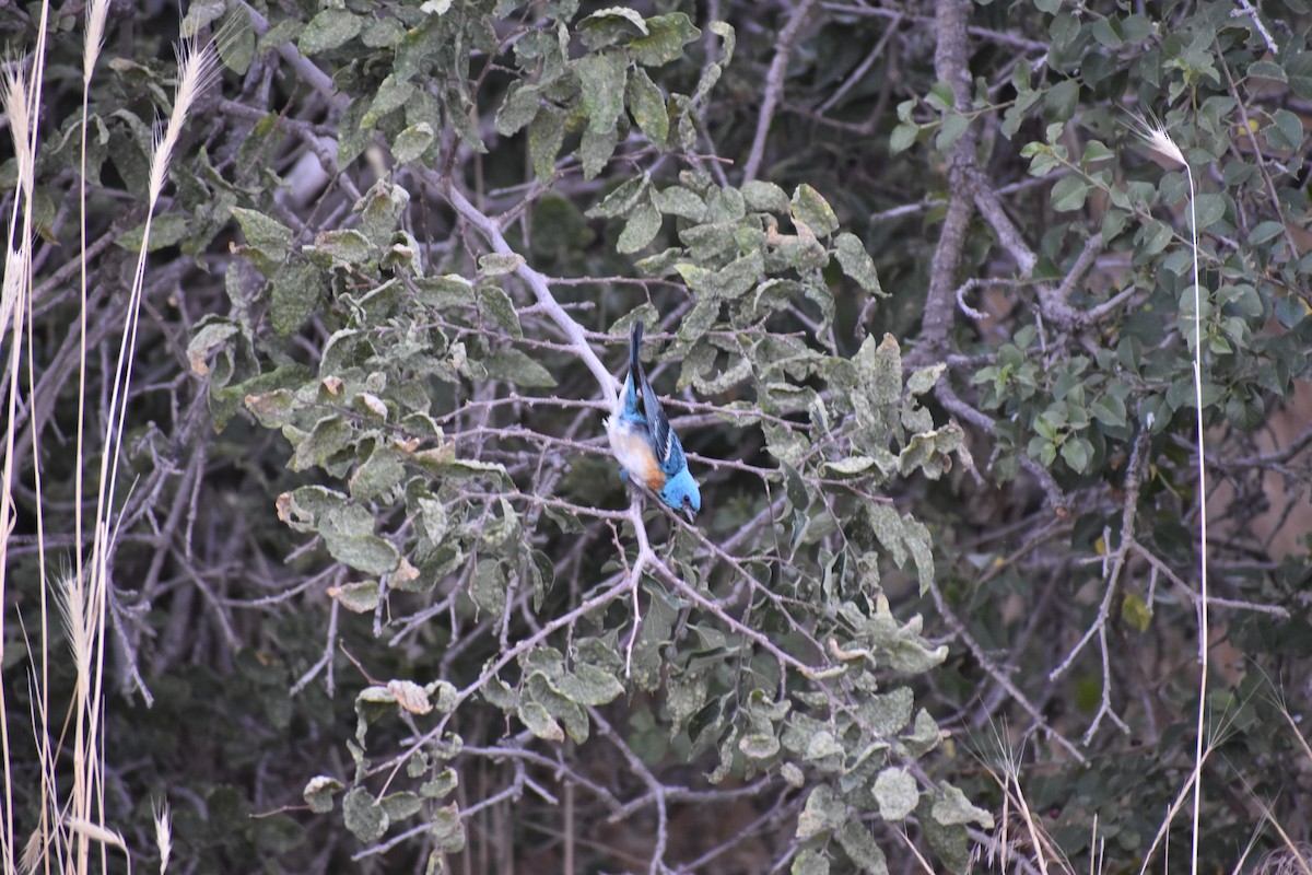 Passerin azuré - ML642935487