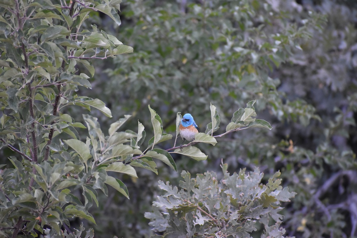 Passerin azuré - ML642935490