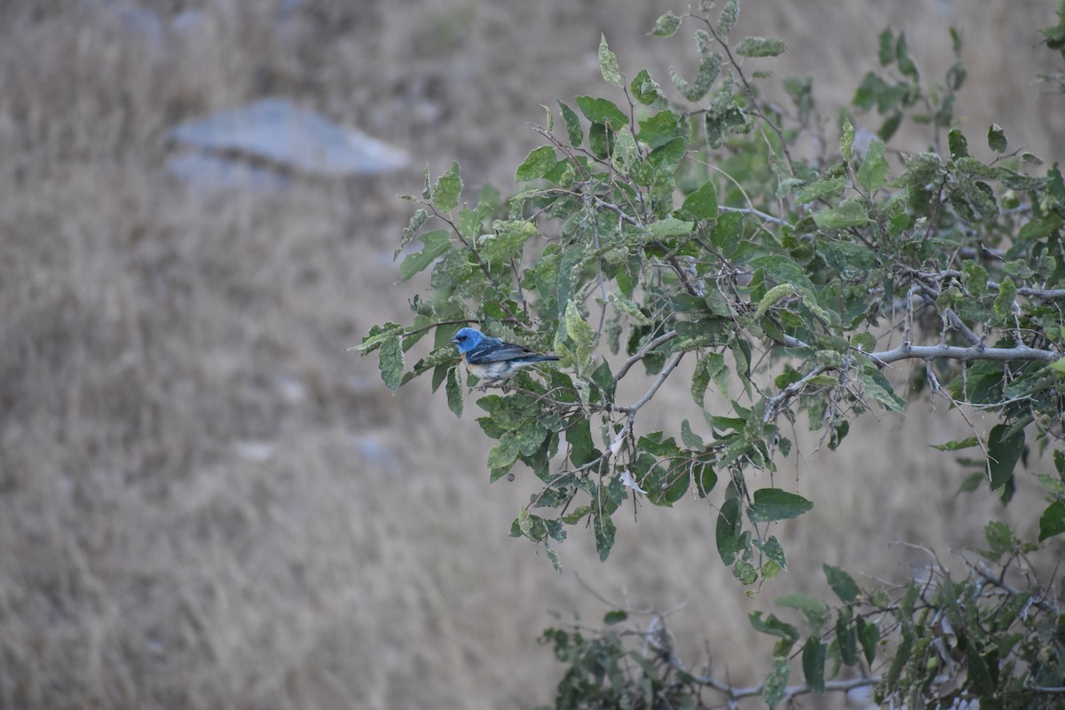 Lazuli Bunting - ML642935492
