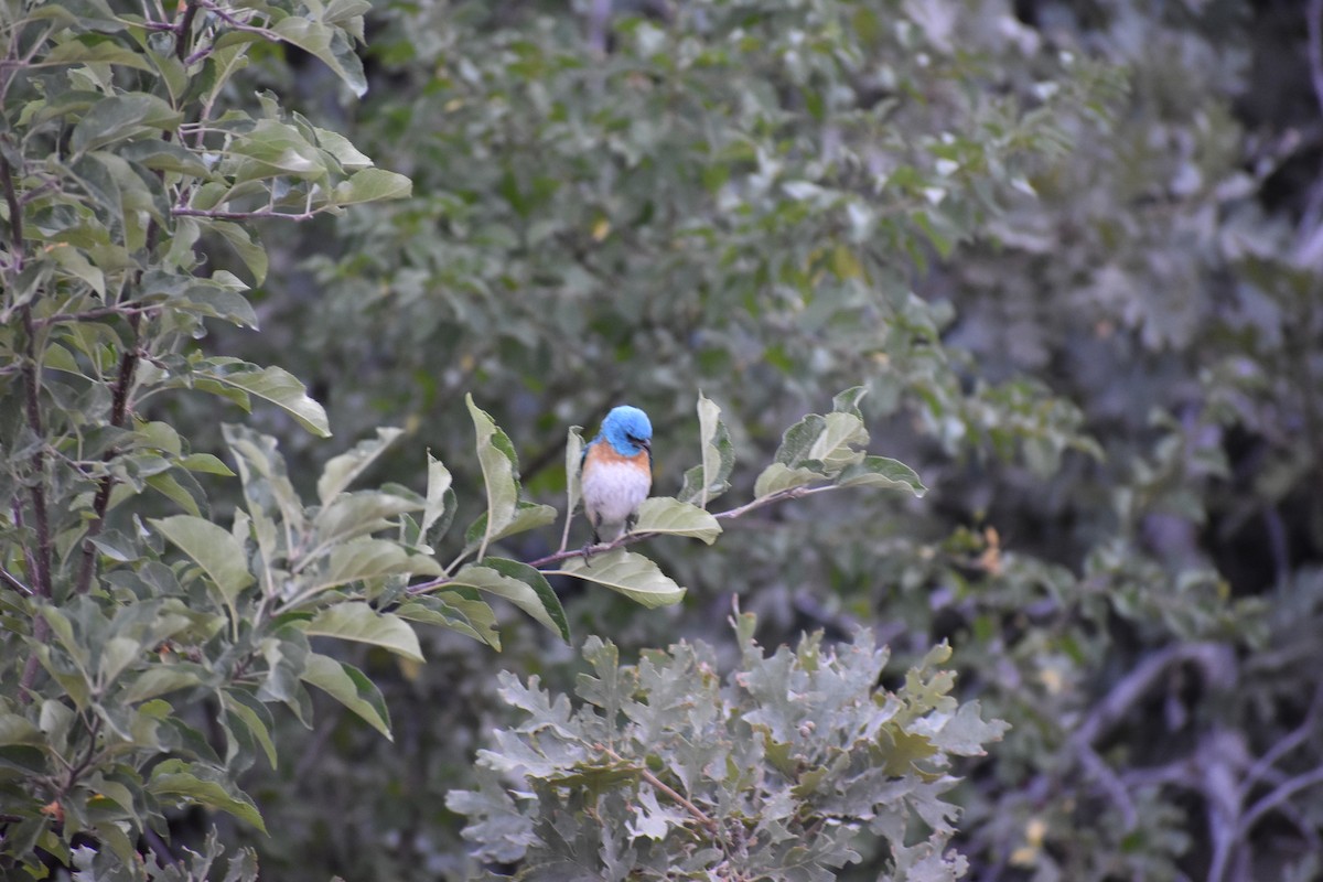 Lazuli Bunting - ML642935494