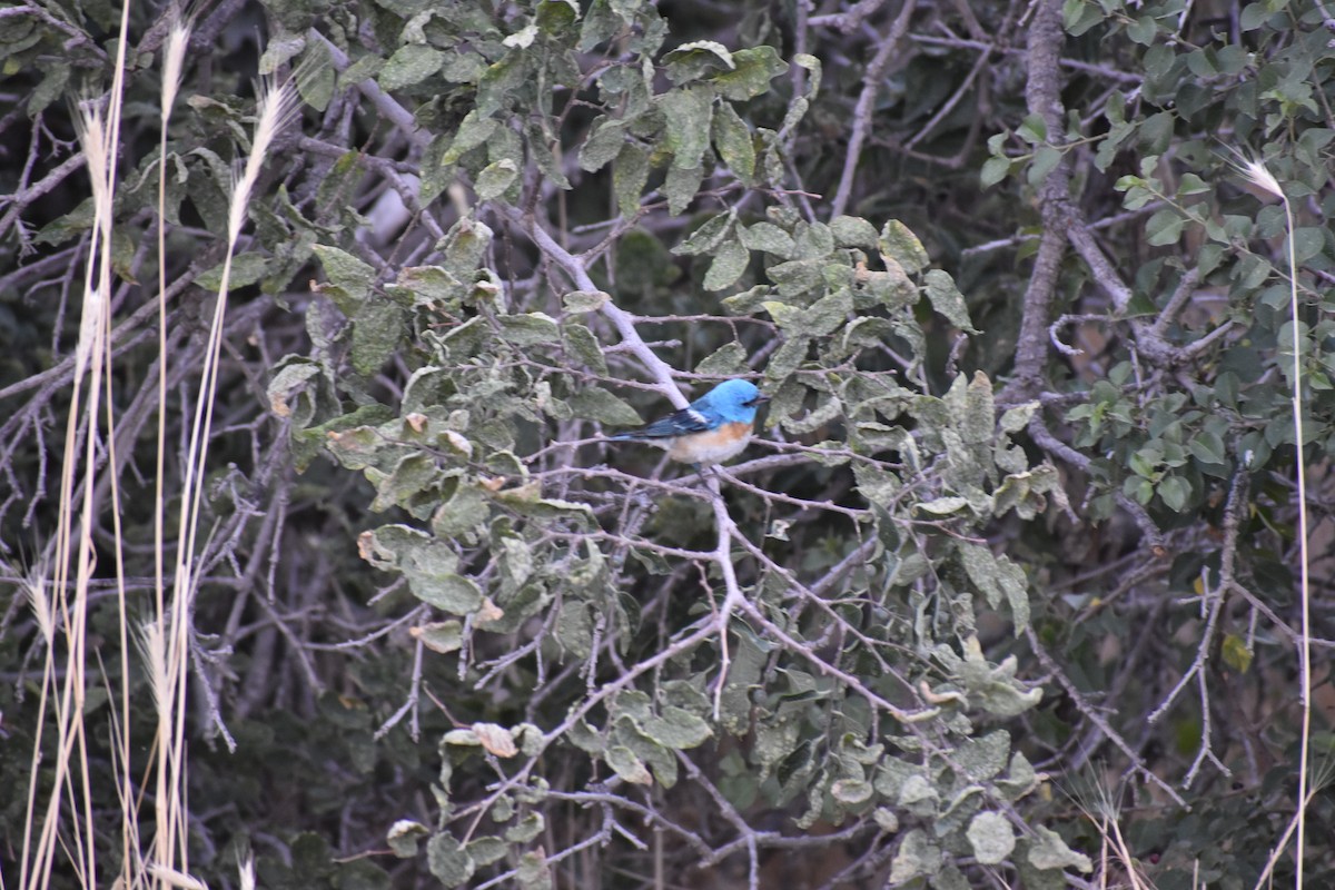 Lazuli Bunting - ML642935495