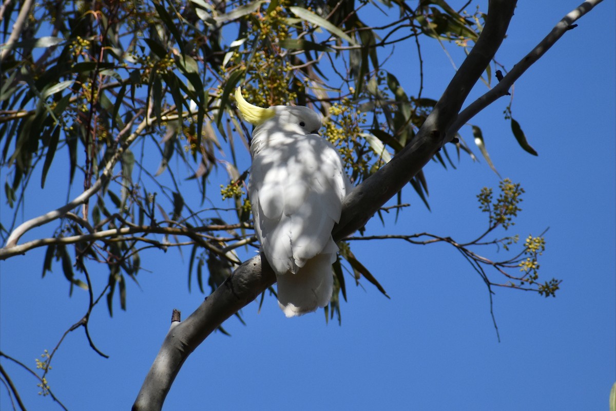 Sulphur-crested Cockatoo - ML642935496