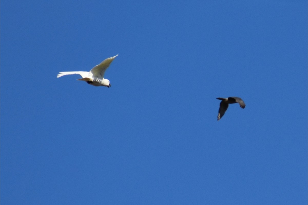 Sulphur-crested Cockatoo - ML642935497