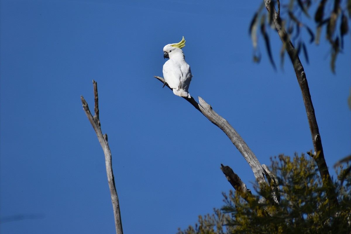 Sulphur-crested Cockatoo - ML642935498