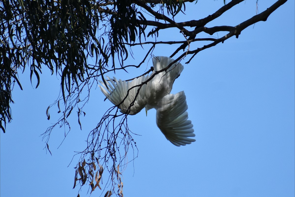 Sulphur-crested Cockatoo - ML642935499