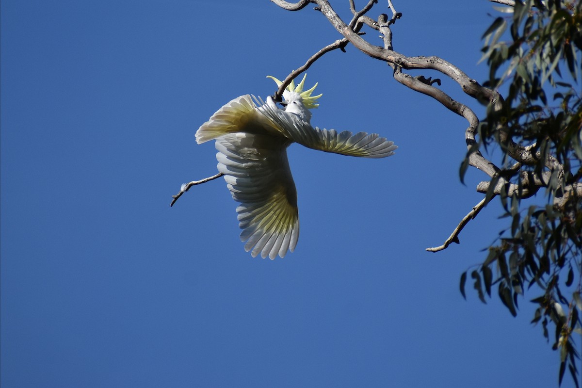 Sulphur-crested Cockatoo - ML642935500