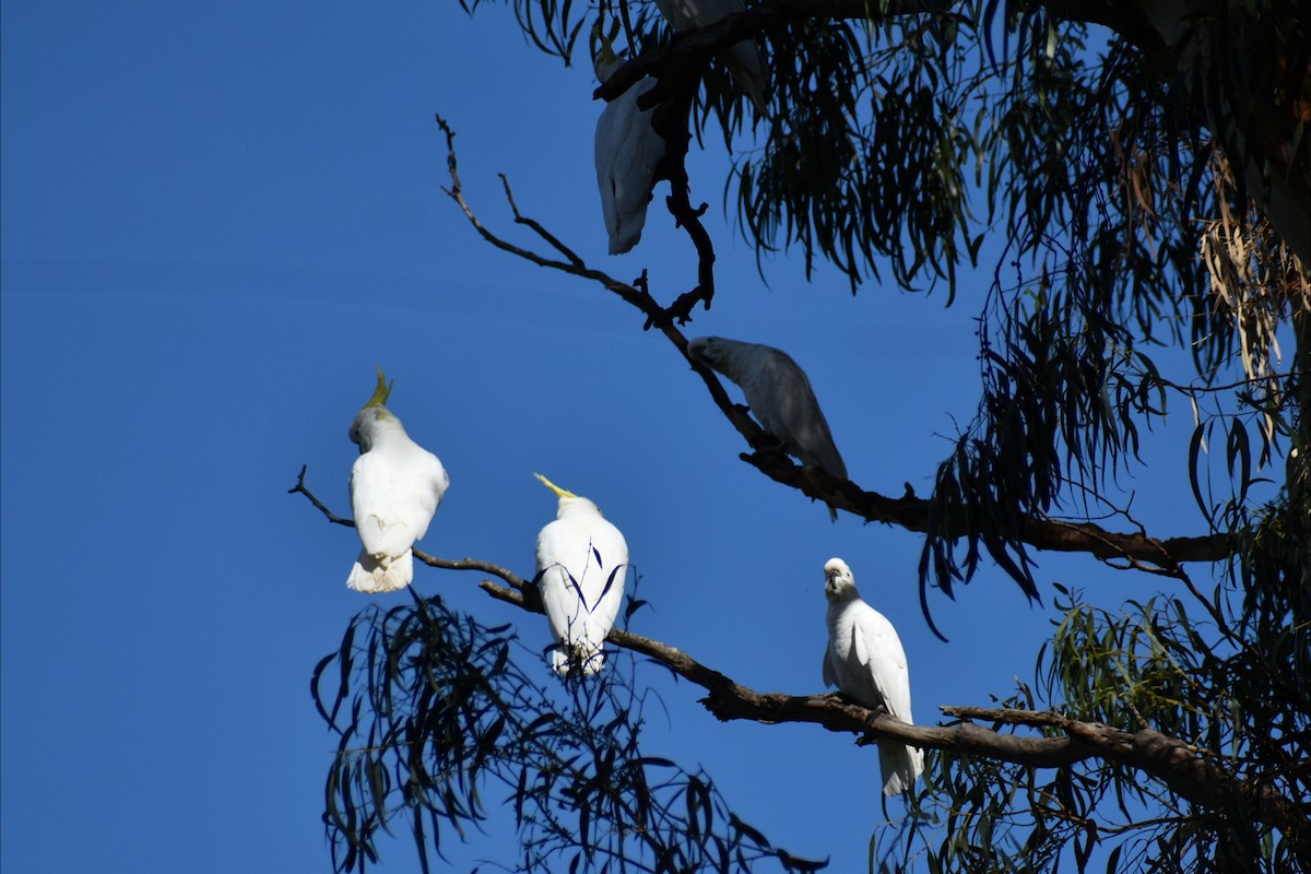 Sulphur-crested Cockatoo - ML642935501
