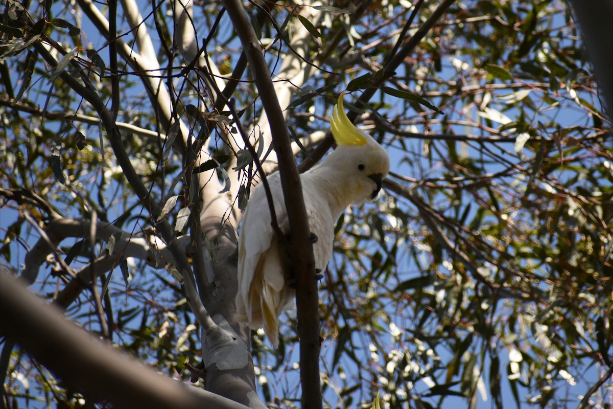 Sulphur-crested Cockatoo - ML642935502
