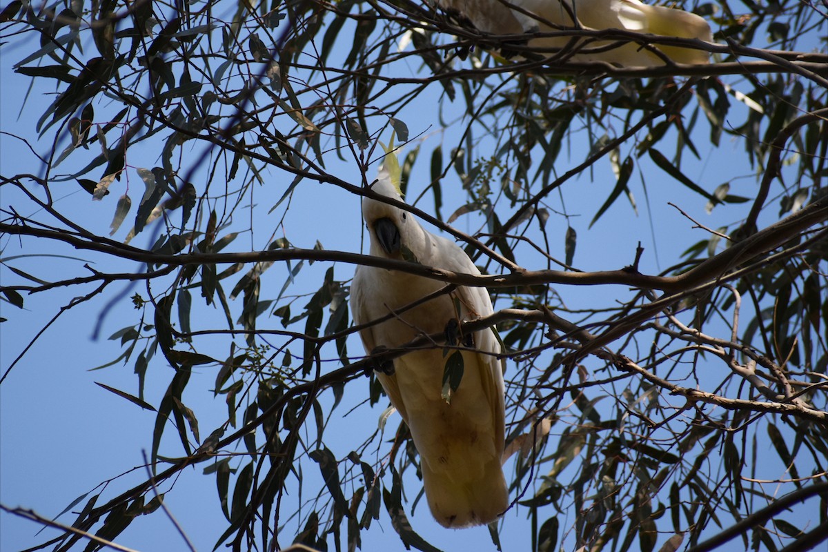 Sulphur-crested Cockatoo - ML642935503