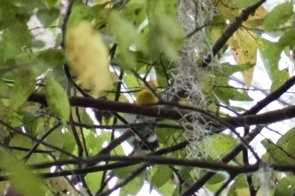 Magnolia Warbler - ML642935504