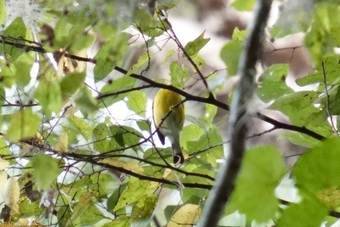 Magnolia Warbler - ML642935505