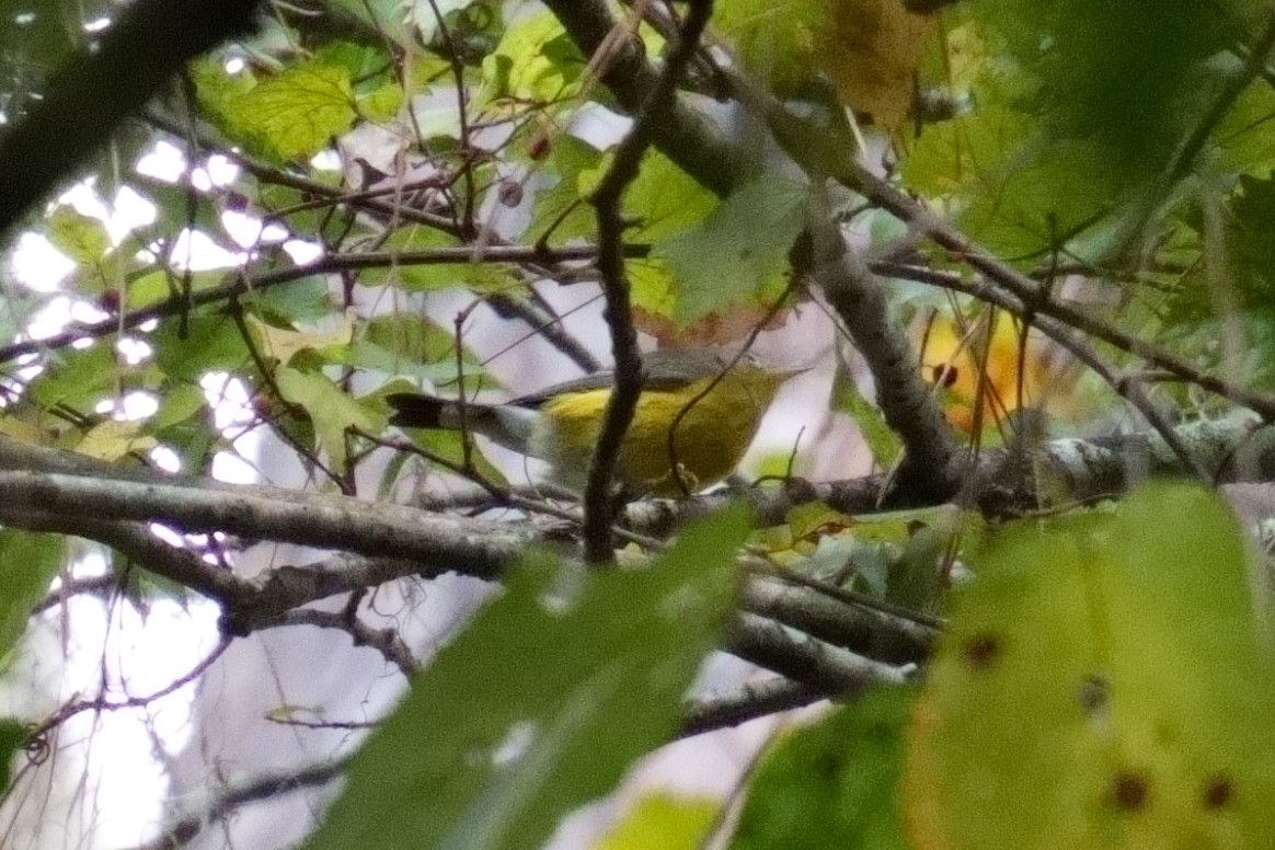 Magnolia Warbler - ML642935506