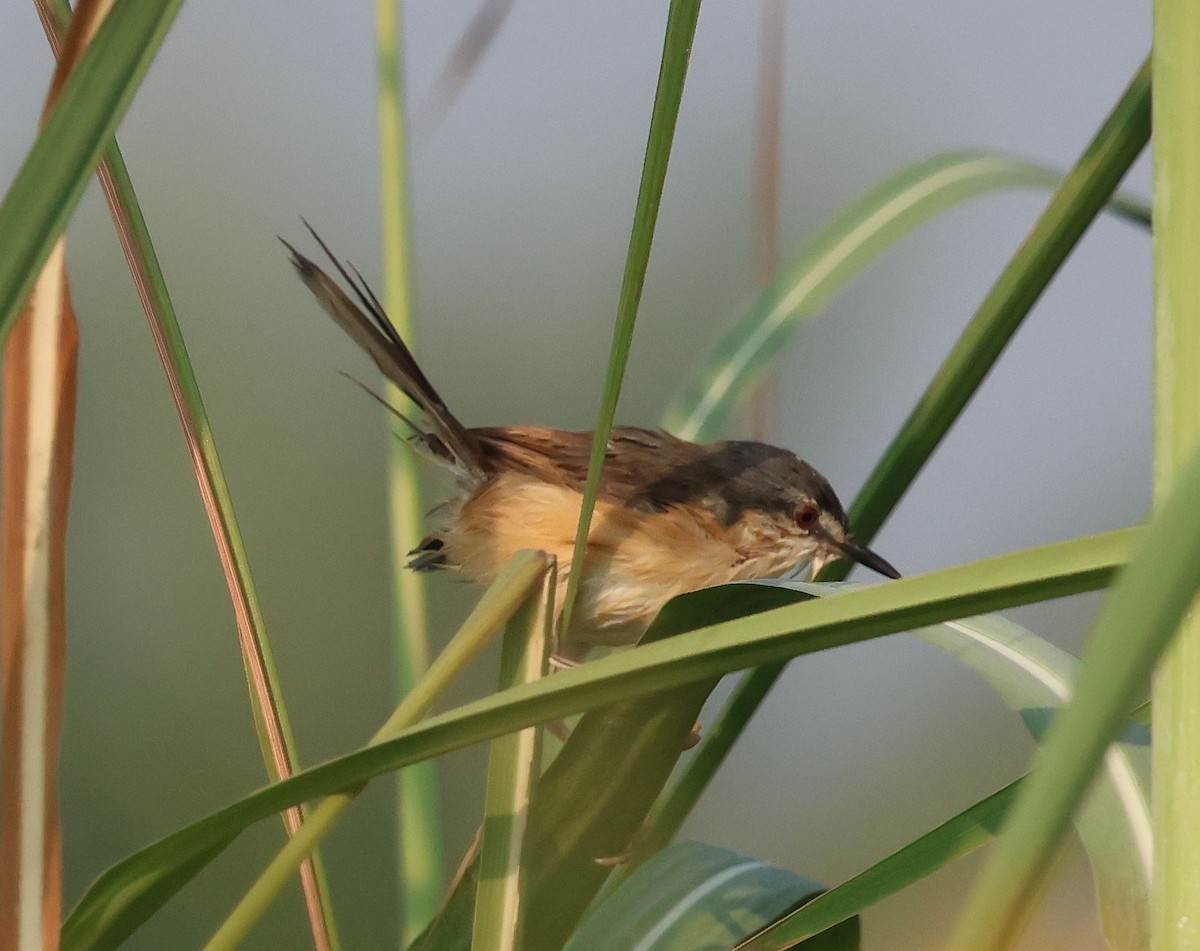 Ashy Prinia - ML642935507