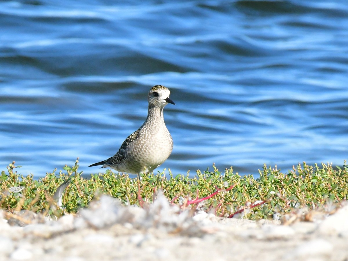 American Golden-Plover - ML642935508