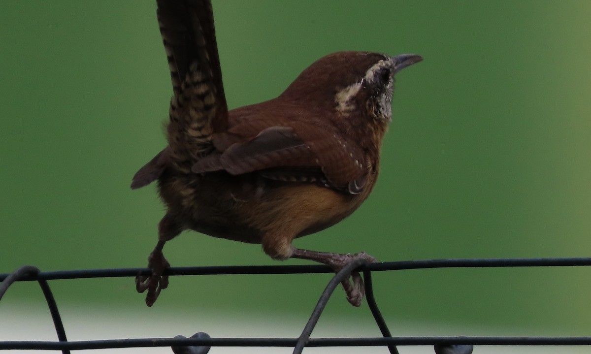 Carolina Wren - ML642935509