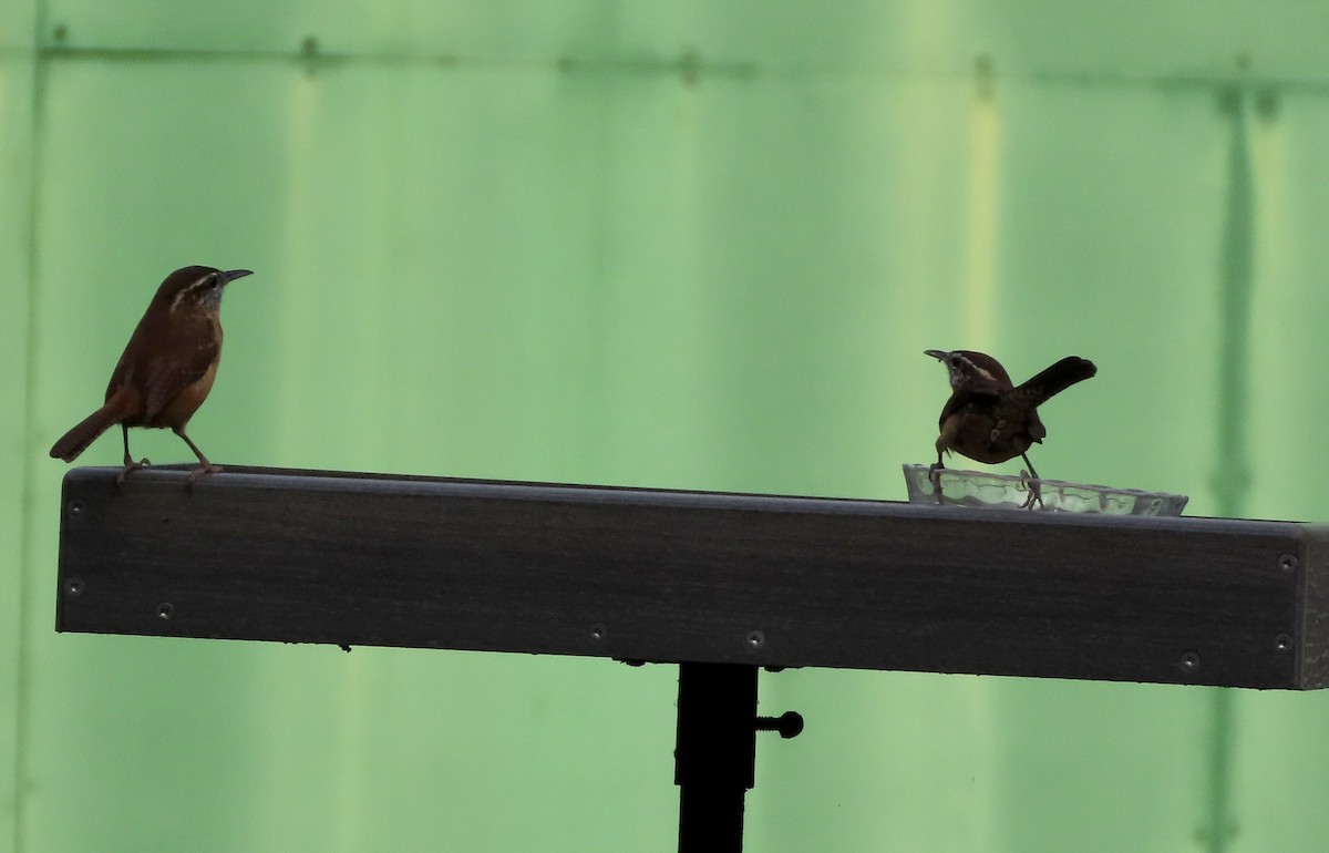 Carolina Wren - ML642935510