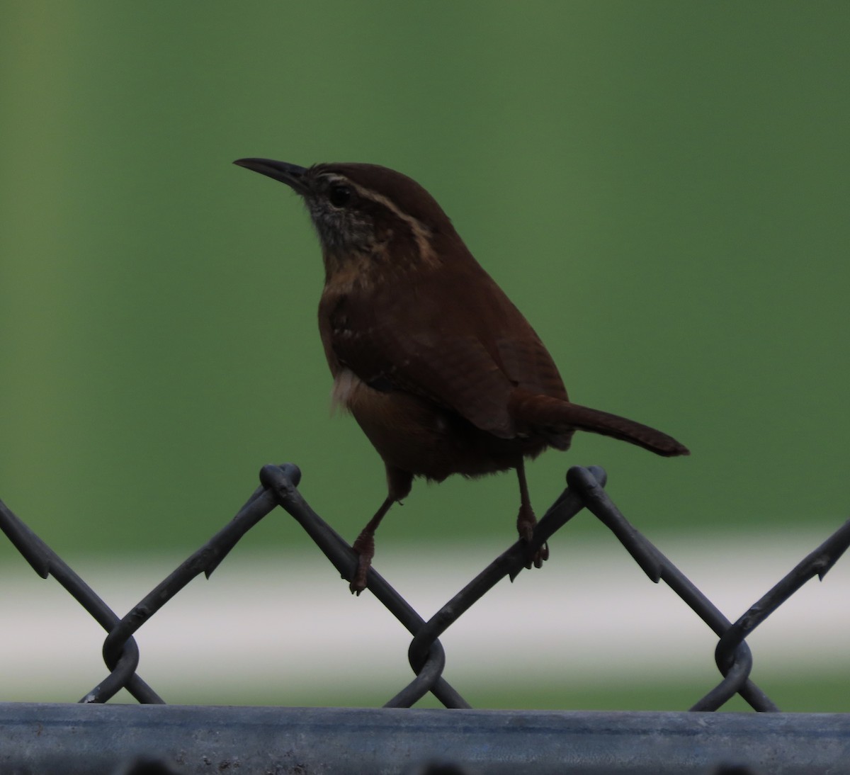 Carolina Wren - ML642935511