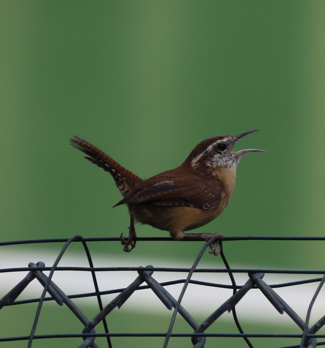 Carolina Wren - ML642935512