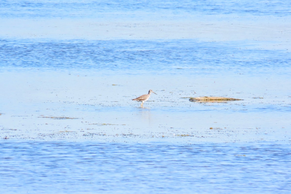 Greater Yellowlegs - ML642935514