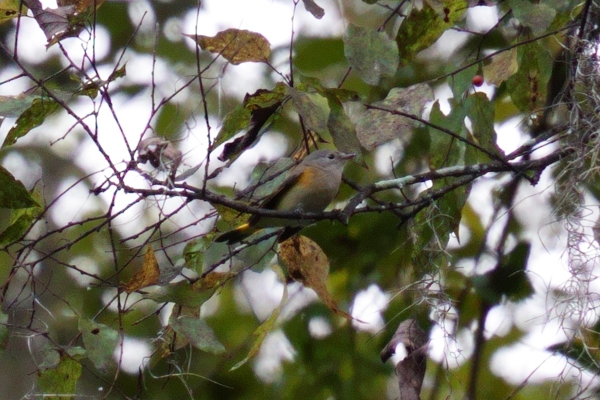 American Redstart - ML642935515