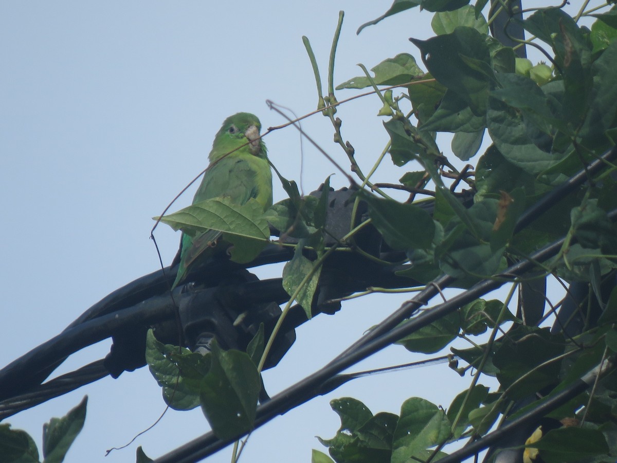 Spectacled Parrotlet - ML642935517