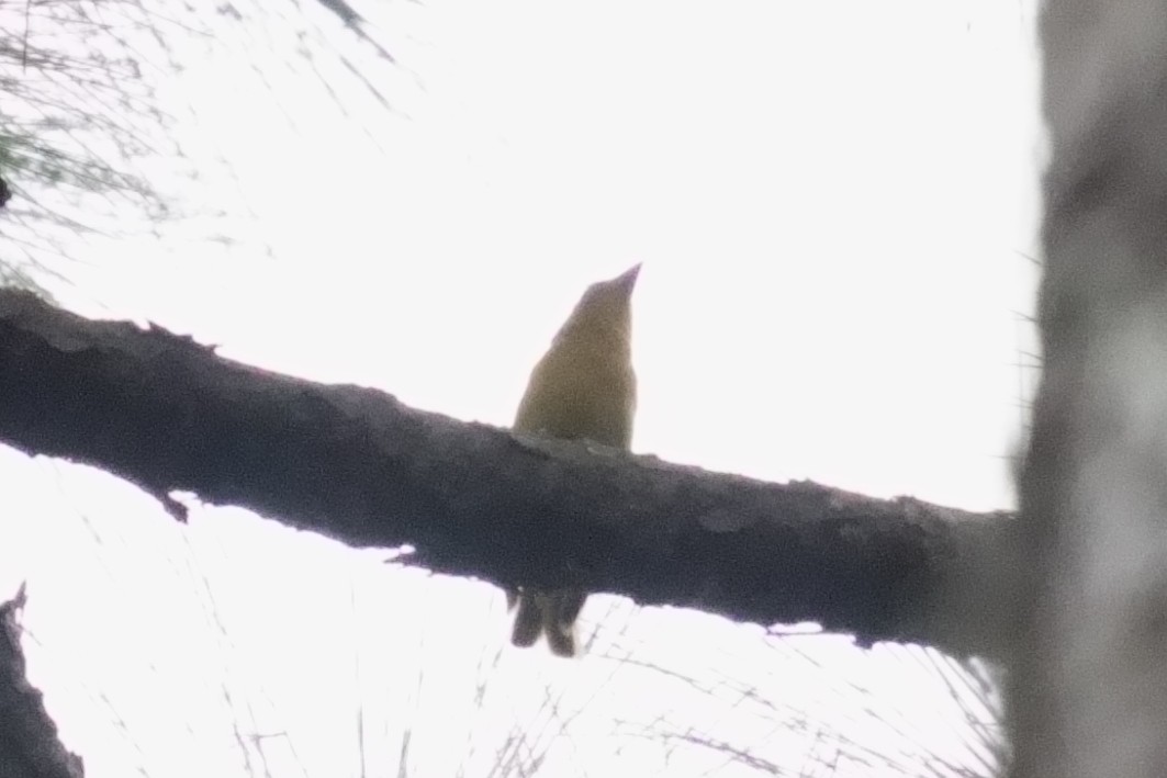 Summer Tanager - ML642935520