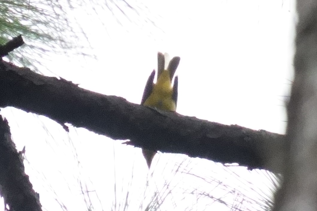 Summer Tanager - ML642935521