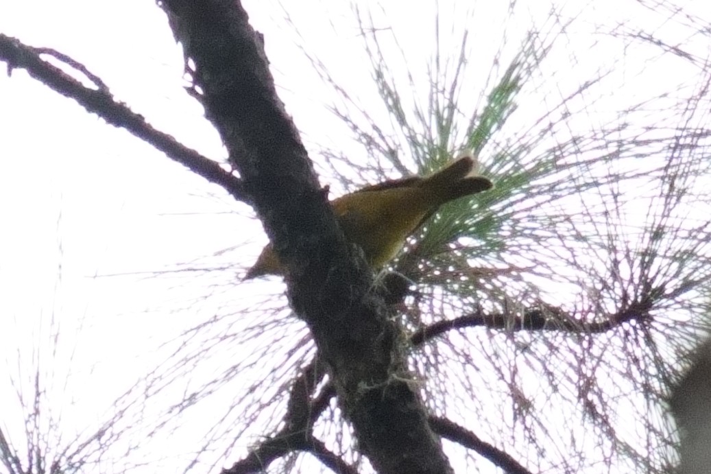 Summer Tanager - ML642935522