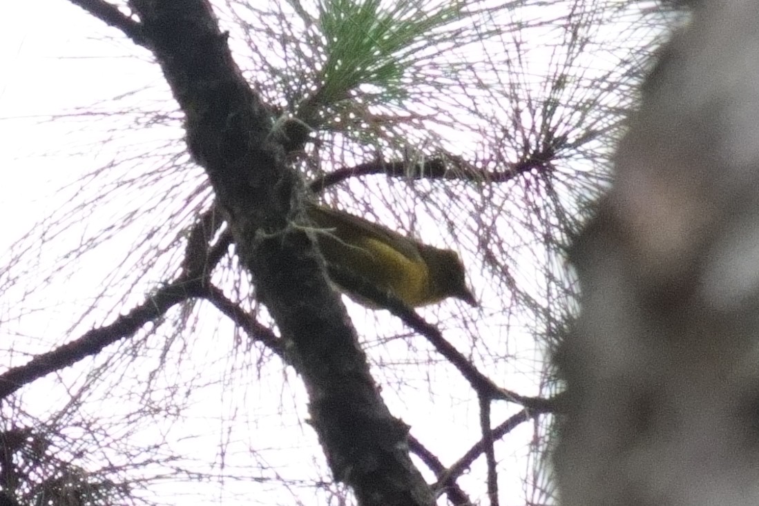 Summer Tanager - ML642935523
