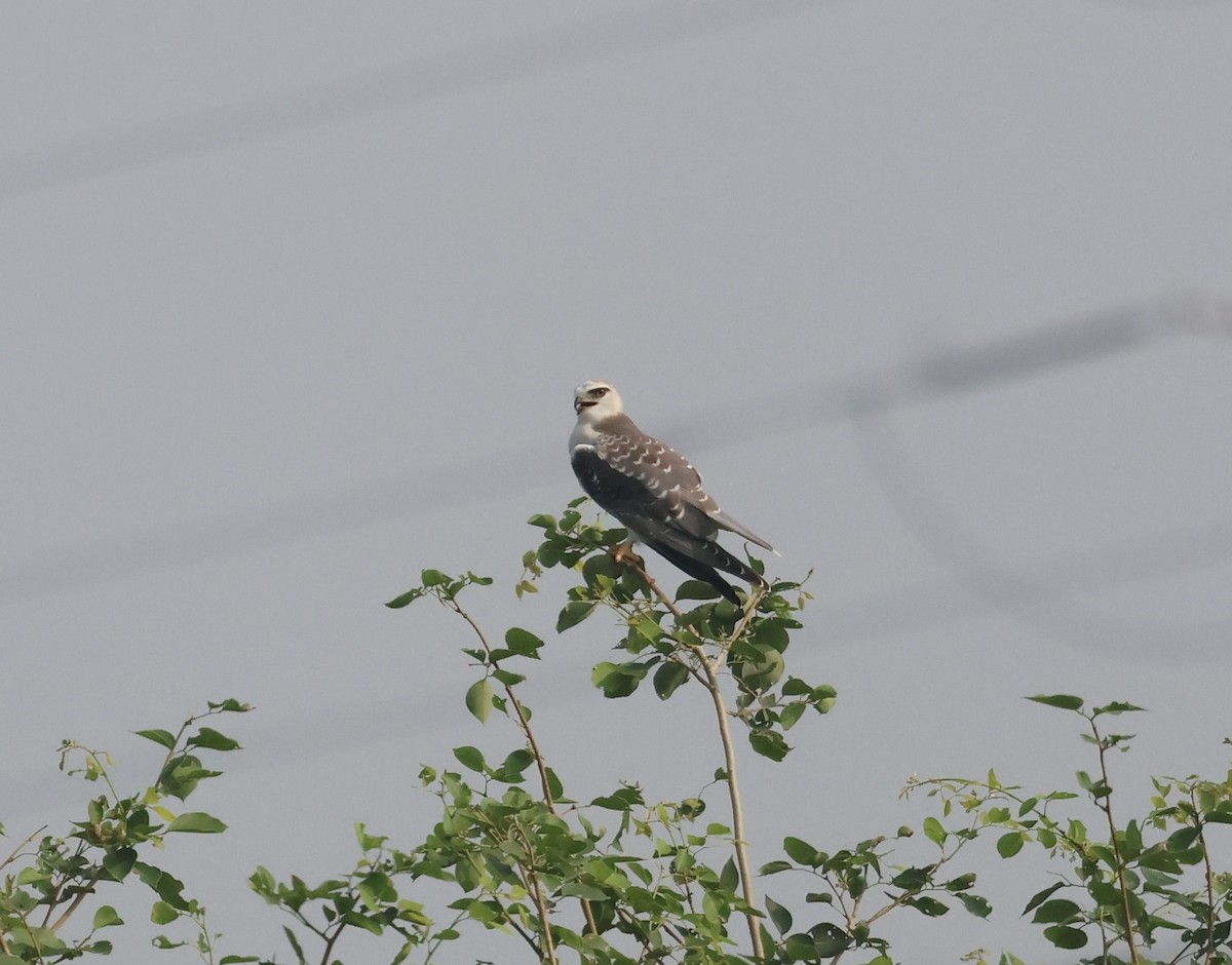 Black-winged Kite - ML642935524
