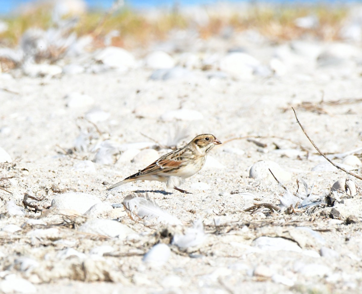 ostružka severní - ML642935526