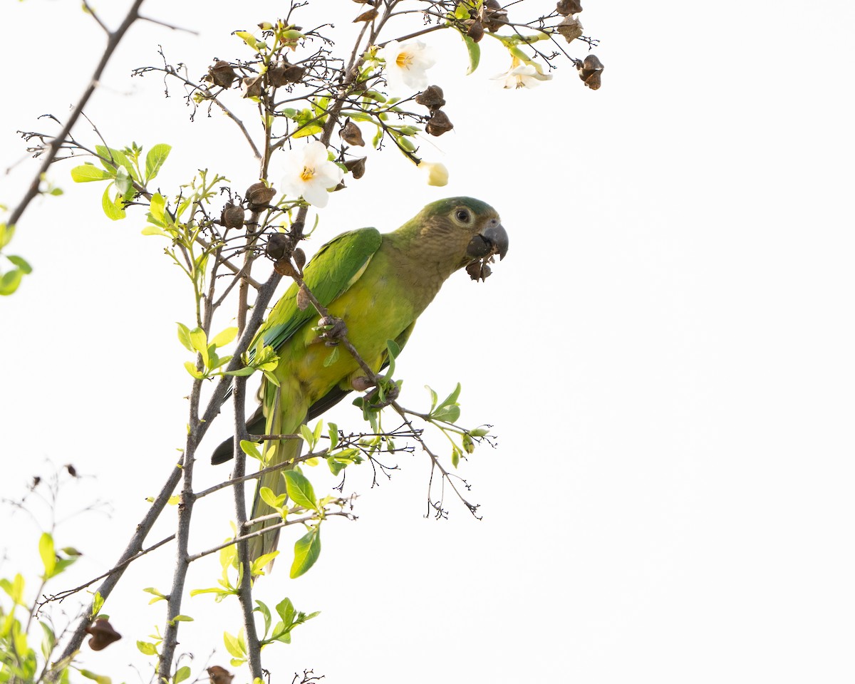 Brown-throated Parakeet - ML642935528