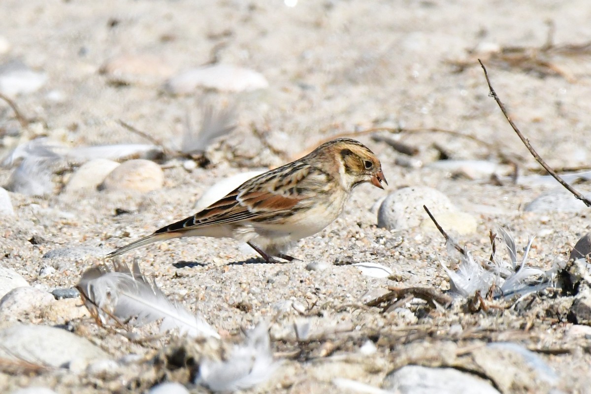 ostružka severní - ML642935537