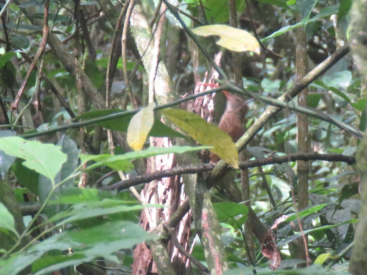 Red-billed Scythebill - ML642935538