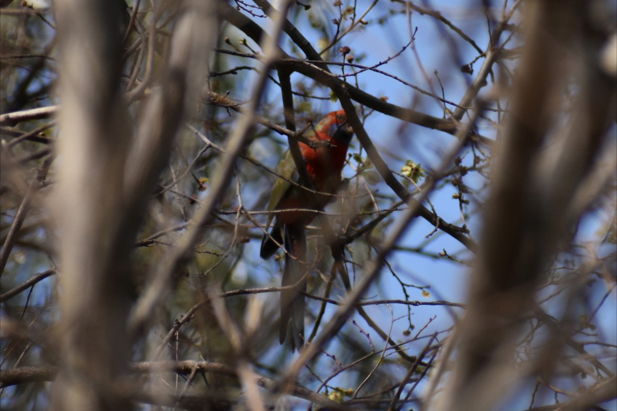Rosella cremisi - ML642935544