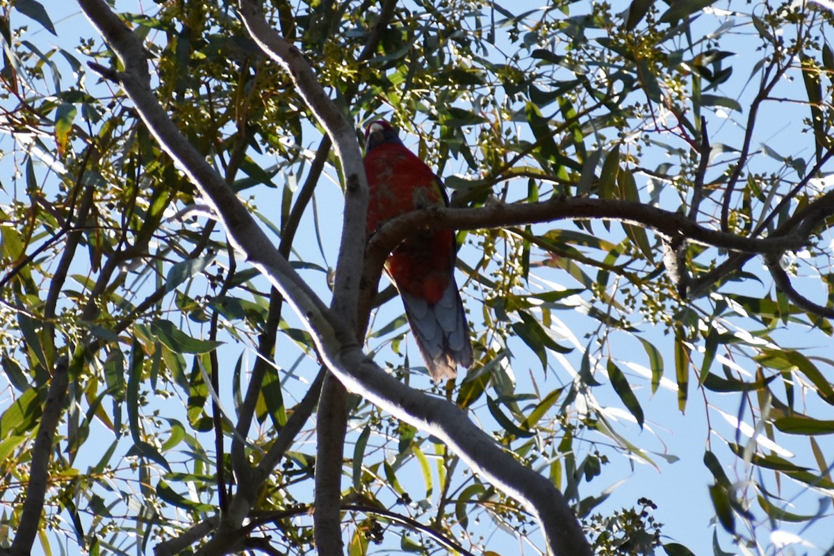Rosella cremisi - ML642935545