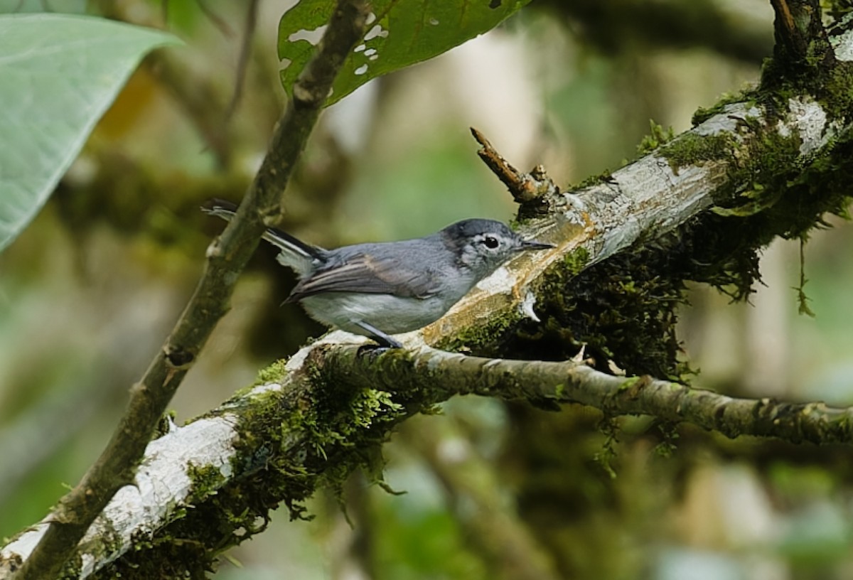 White-browed Gnatcatcher - ML642935546