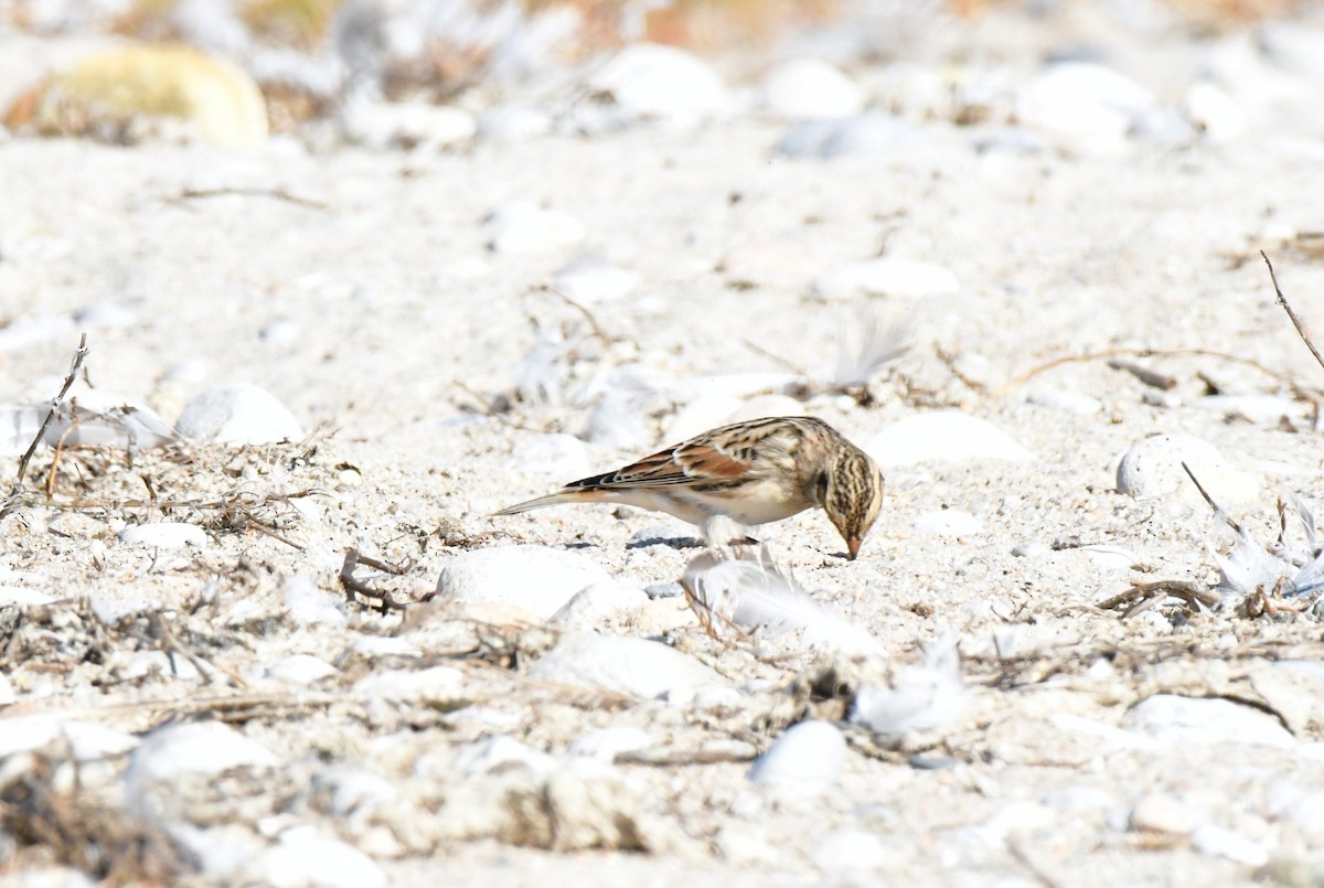 ostružka severní - ML642935549