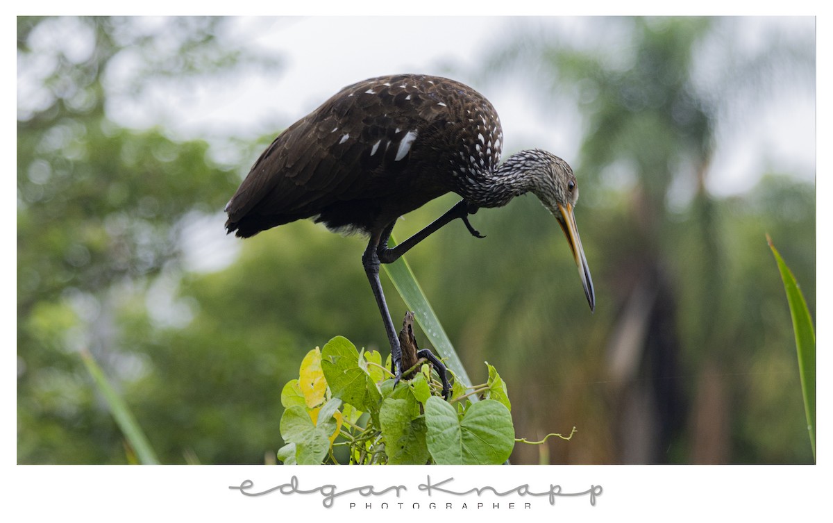 Limpkin - ML642935550