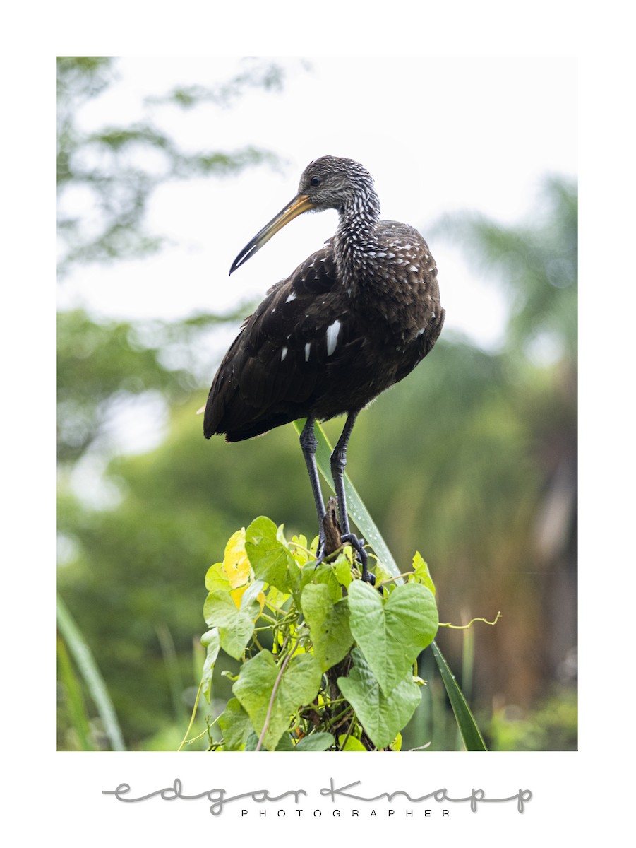 Limpkin - ML642935551