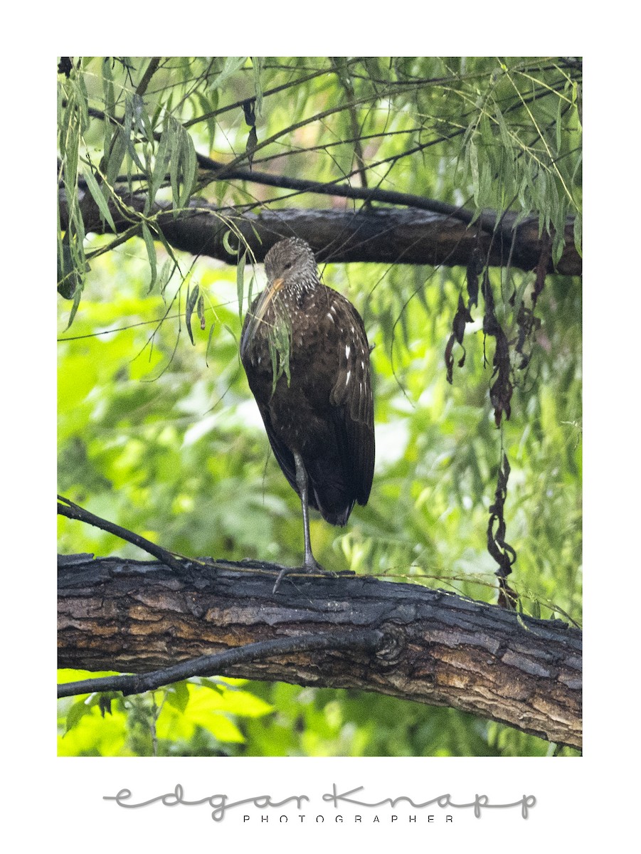 Limpkin - ML642935552