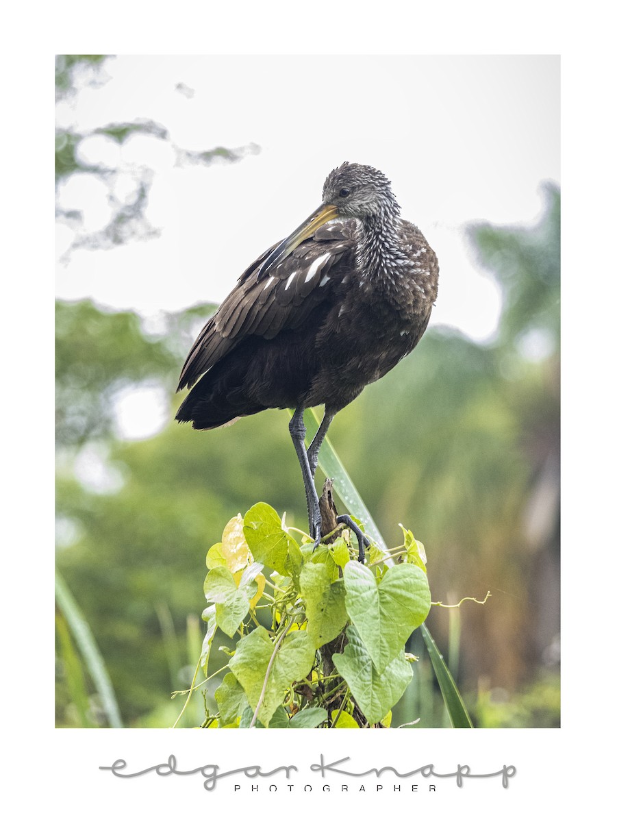 Limpkin - ML642935553