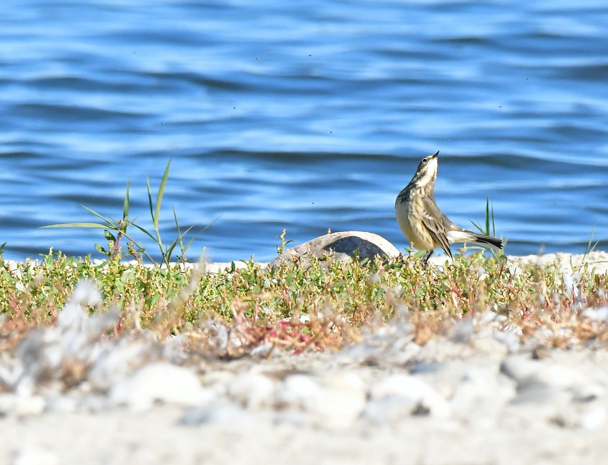 linduška tundrová - ML642935559