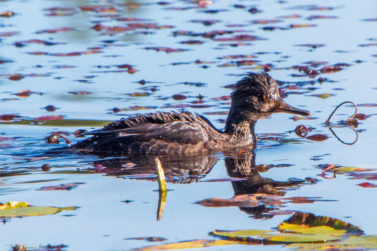 Hooded Merganser - ML642935560