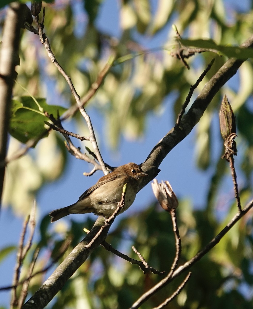 Indigo Bunting - ML642935566