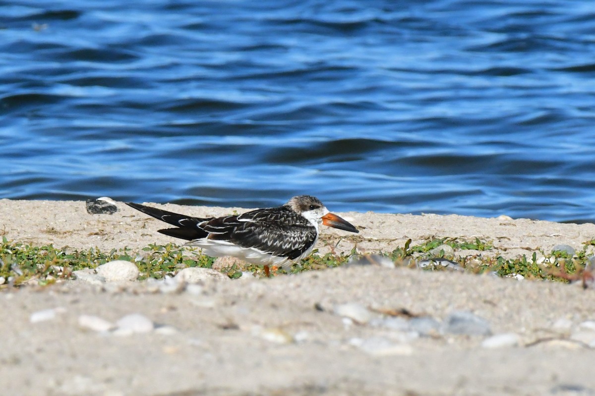 zoboun americký - ML642935580