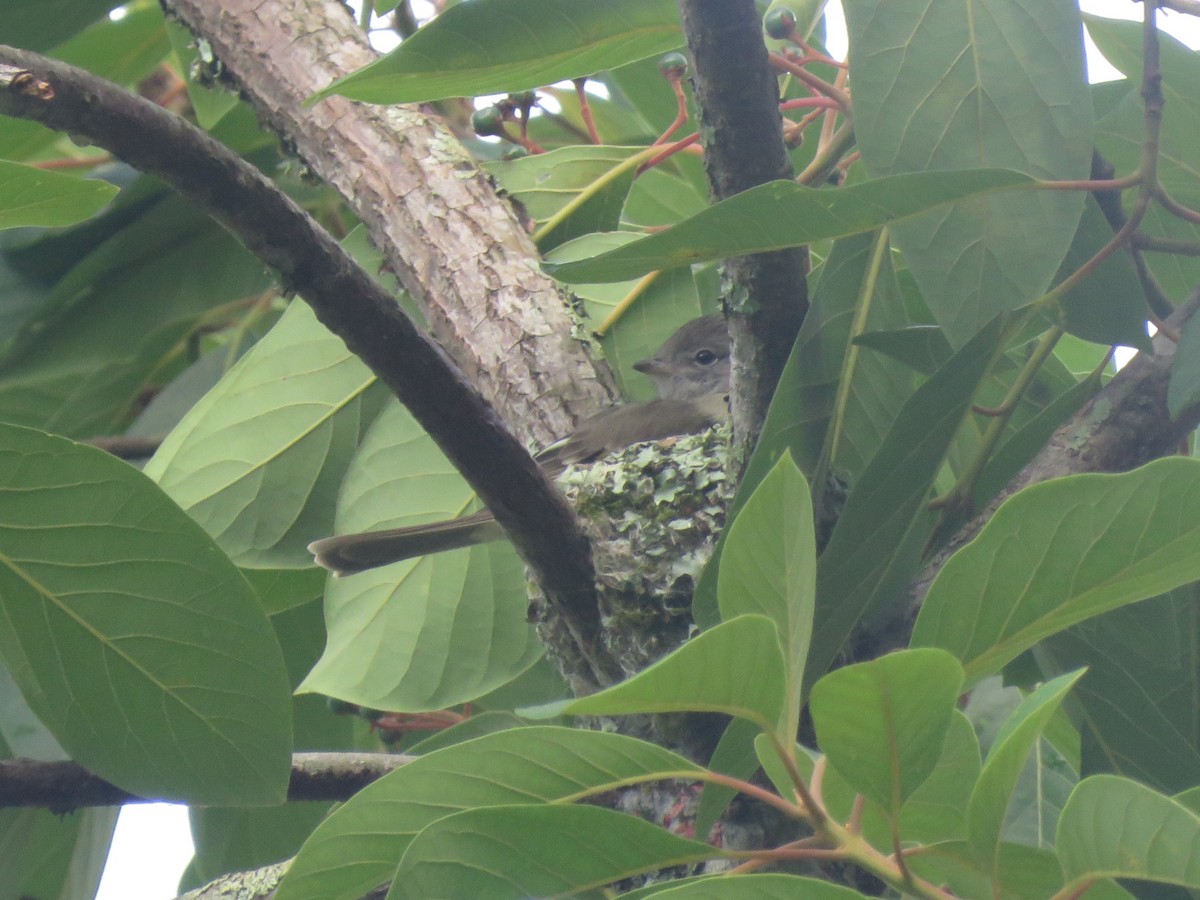 Yellow-bellied Elaenia - ML642935591