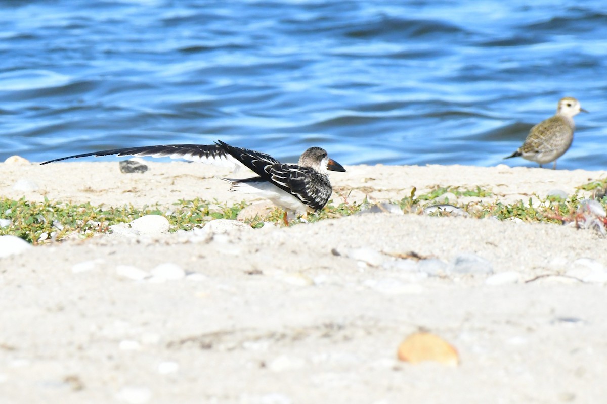 zoboun americký - ML642935593